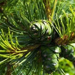 Cedar-Wood.jpg