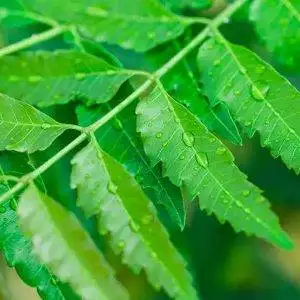 neem.jpg